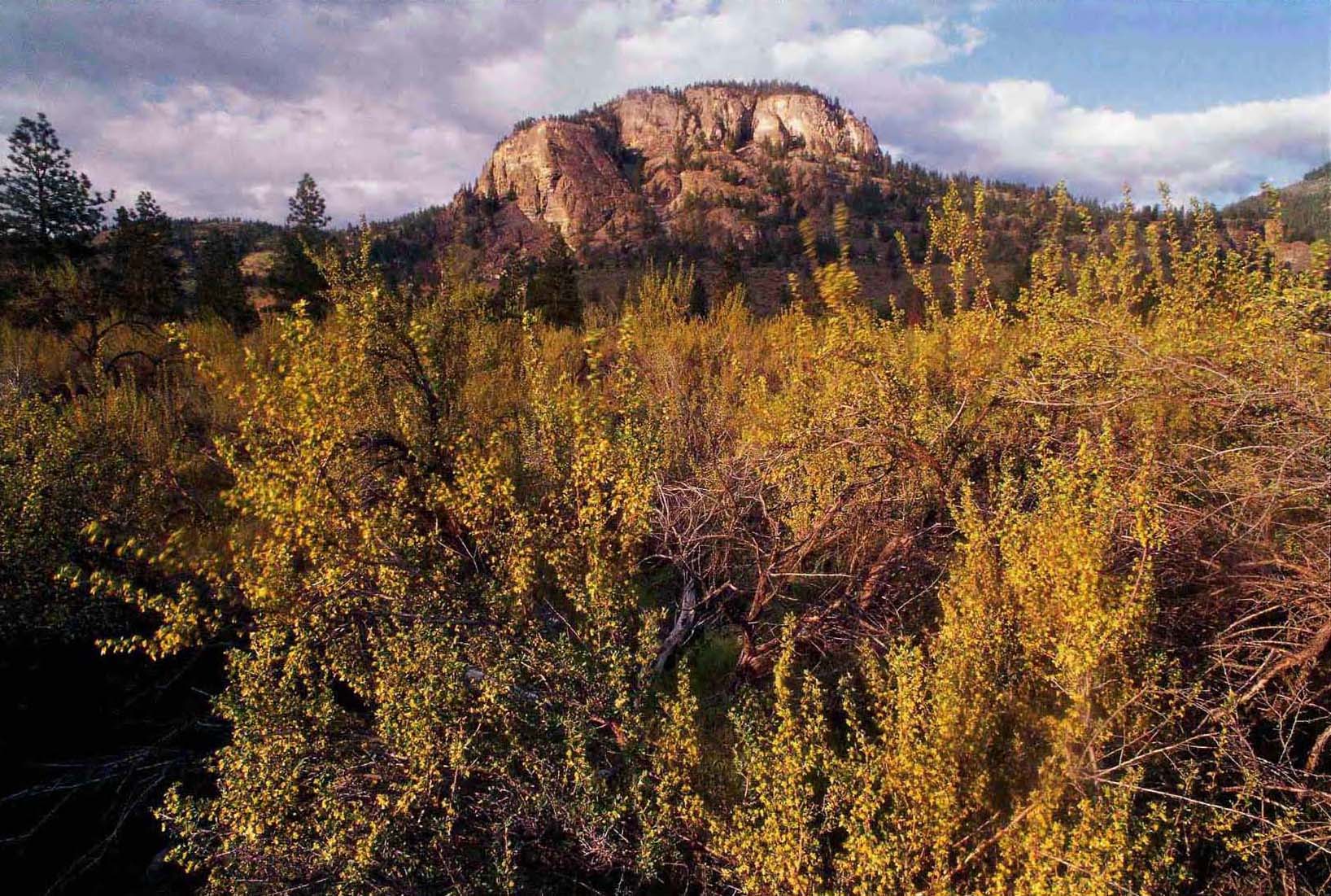 Conservation group buys last portion of South Okanagan antelope habitat owned by same family since 1886 | iNFOnews.ca