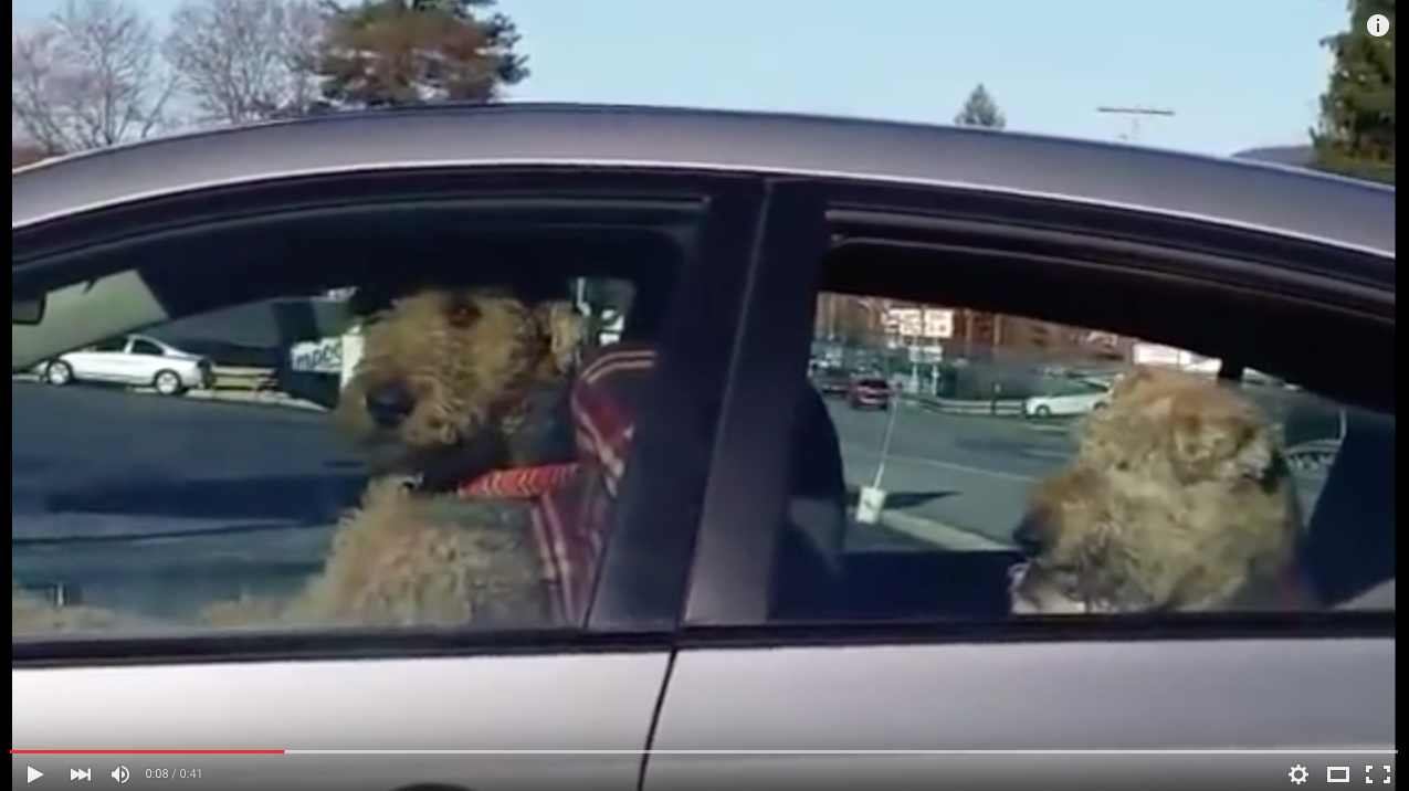 TRENDING NOW: Don't leave your dog in the car or this might happen | iNFOnews.ca TRENDING NOW: Don't leave your dog in the car or this might happen | iNFOnews.ca