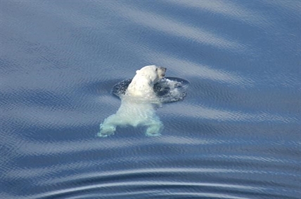 Melting sea ice forces polar bears to swim longer, farther: study | iNFOnews.ca