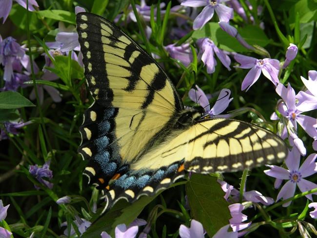 Gardeners can help protect butterfly populations | iNFOnews.ca Gardeners can help protect butterfly populations | iNFOnews.ca