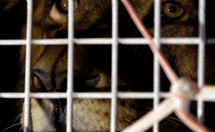 33 rescued lions arrive in South Africa in airlift | iNFOnews.ca