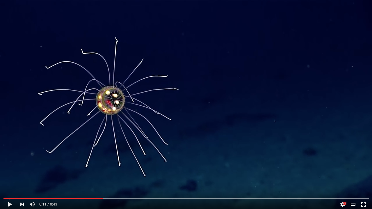 TRENDING NOW: Amazing alien-looking deep sea jellyfish | iNFOnews.ca
