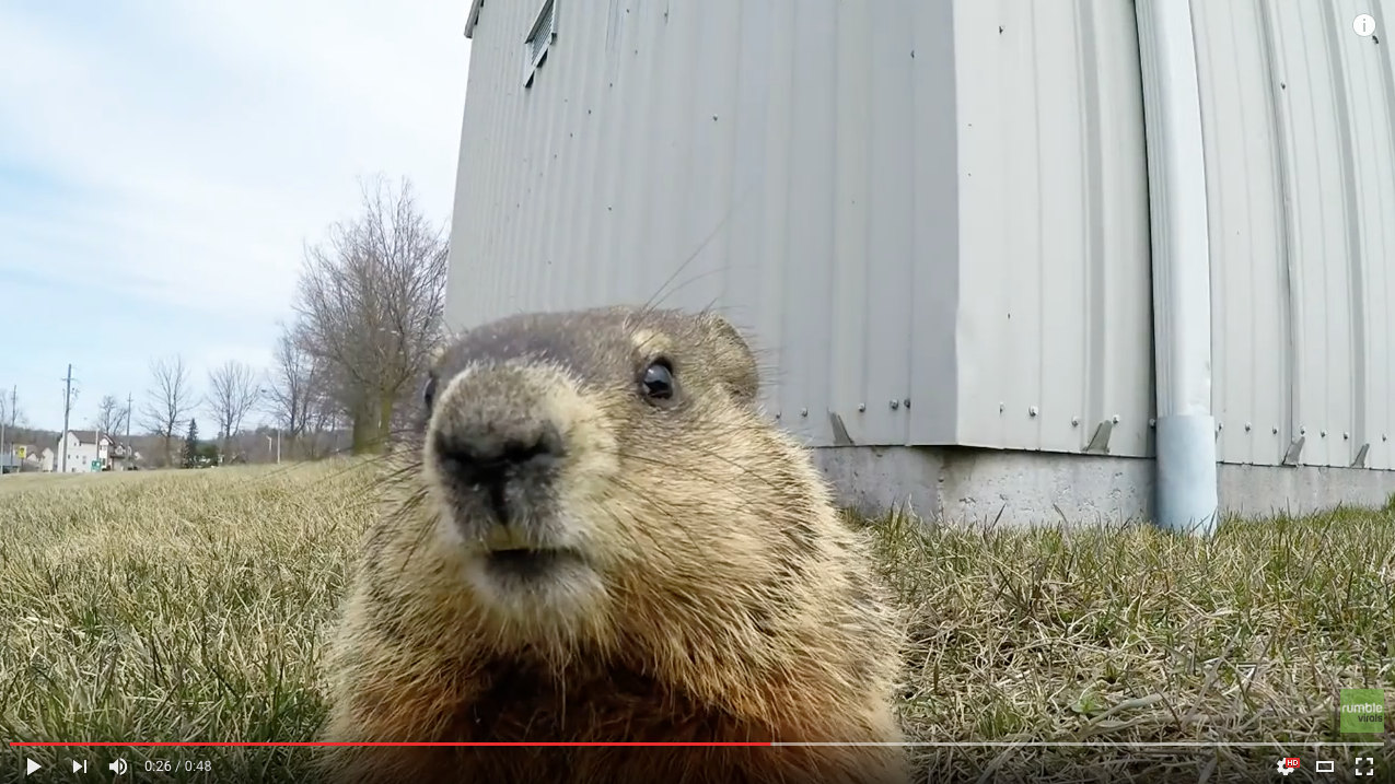 TRENDING NOW: Up close and personal with a curious gopher | iNFOnews.ca