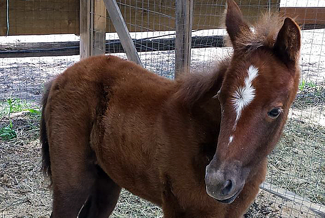 Foal found in Summerland is missing her mother | iNFOnews.ca