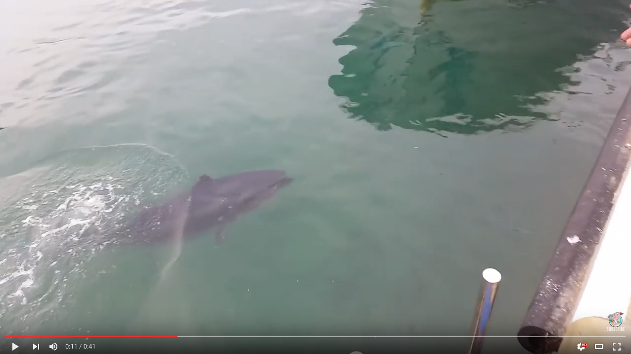TRENDING NOW: Tuna swallows seagull by mistake, spits it out | iNFOnews.ca