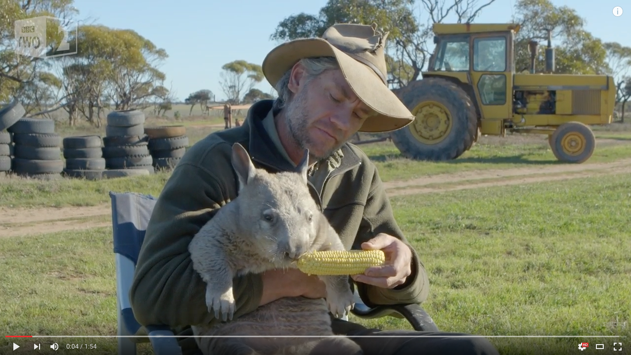 TRENDING NOW: Adorable farting wombat | iNFOnews.ca
