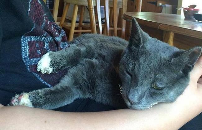 How this Fort McMurray cat survived the raging wildfire | iNFOnews.ca