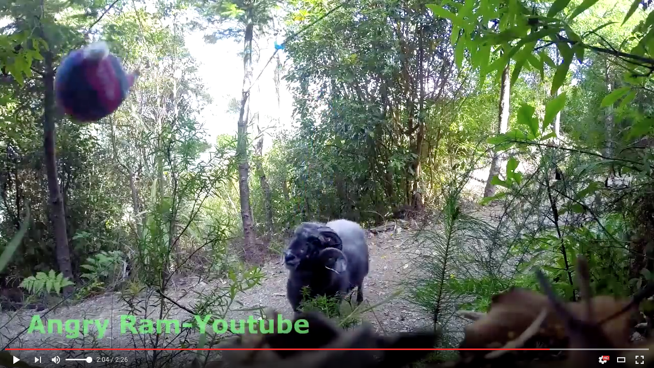 TRENDING NOW: What happens when you leave a tetherball in the woods | iNFOnews.ca TRENDING NOW: What happens when you leave a tetherball in the woods | iNFOnews.ca