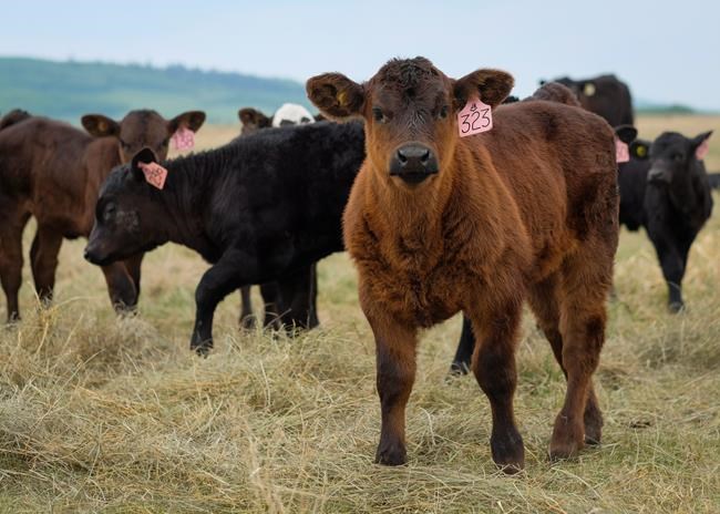 A quicklist of certification programs for 'humane' beef in Canada | iNFOnews.ca