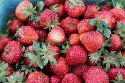 Strawberry season is underway in the Okanagan | iNFOnews.ca