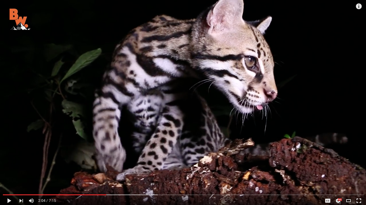 TRENDING NOW: Playing with a wild ocelot | iNFOnews.ca TRENDING NOW: Playing with a wild ocelot | iNFOnews.ca
