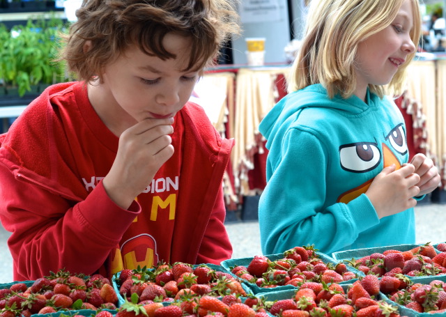 Strawberry harvest so early in the Okanagan, some crops are already finishing | iNFOnews.ca