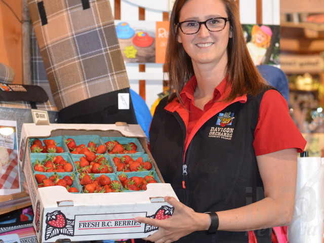 Strawberry harvest so early in the Okanagan, some crops are already finishing | iNFOnews.ca