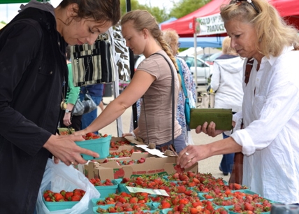 Strawberry harvest so early in the Okanagan, some crops are already finishing | iNFOnews.ca