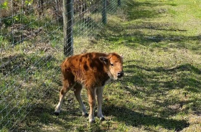 Syncrude says bison herd holding up well as wildfires rage nearby | iNFOnews.ca Syncrude says bison herd holding up well as wildfires rage nearby | iNFOnews.ca