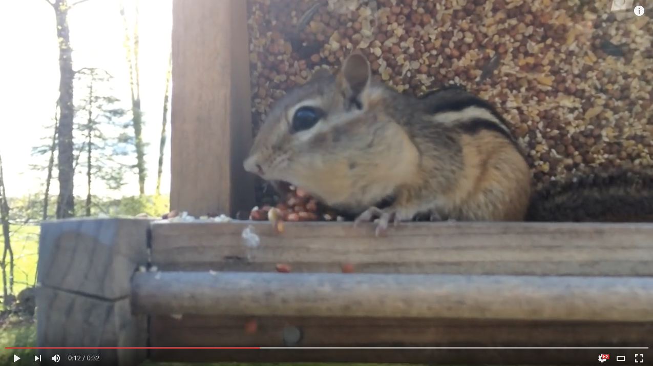 TRENDING NOW: Adorable chipmunk caught stealing from bird feeder | iNFOnews.ca