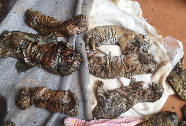 Bodies of 40 tiger cubs found in Thai temple freezer | iNFOnews.ca