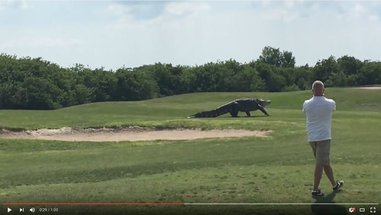 TRENDING NOW: Godzilla Gator takes stroll at Florida golf course | iNFOnews.ca