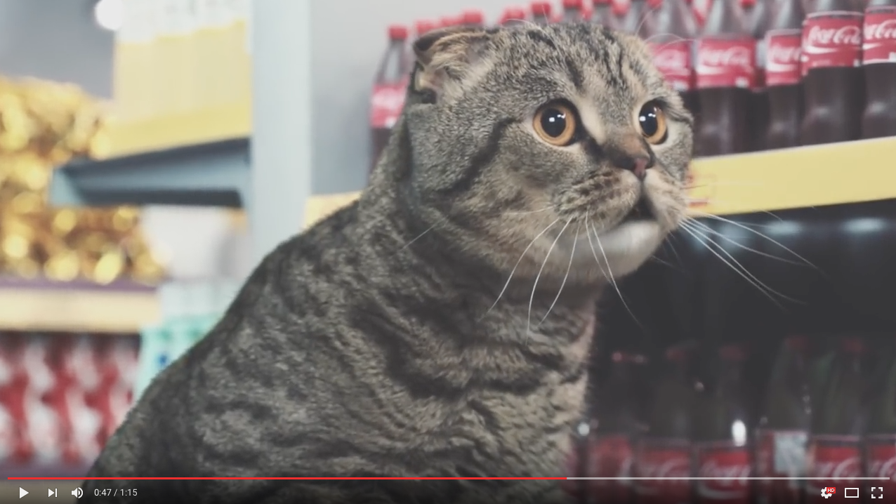TRENDING NOW: Meme cats star in TV commercial | iNFOnews.ca