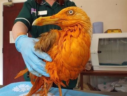 VIDEO: Seagull masala? Bird falls in vat of curry, turns orange | iNFOnews.ca