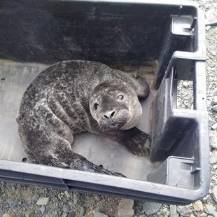 Seal pup recovering after human intervention that may have caused abandonment | iNFOnews.ca