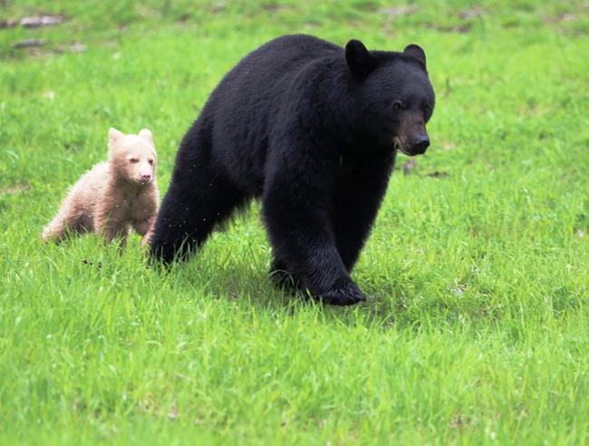 Rare cream-coloured black bear seen near Whistler creates buzz | iNFOnews.ca