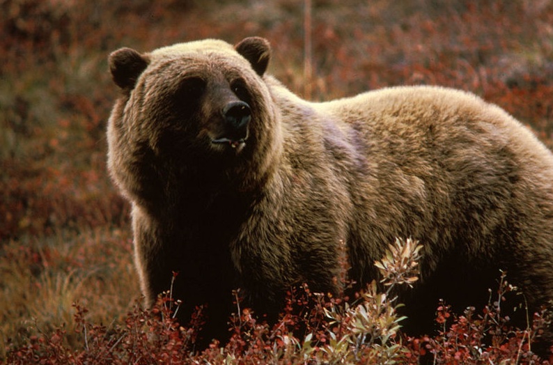 Man mauled by grizzly also shot in rescue attempt | iNFOnews.ca