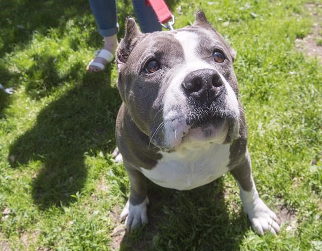 Montreal to ban pit bulls and other dangerous breeds following fatal attack | iNFOnews.ca Montreal to ban pit bulls and other dangerous breeds following fatal attack | iNFOnews.ca