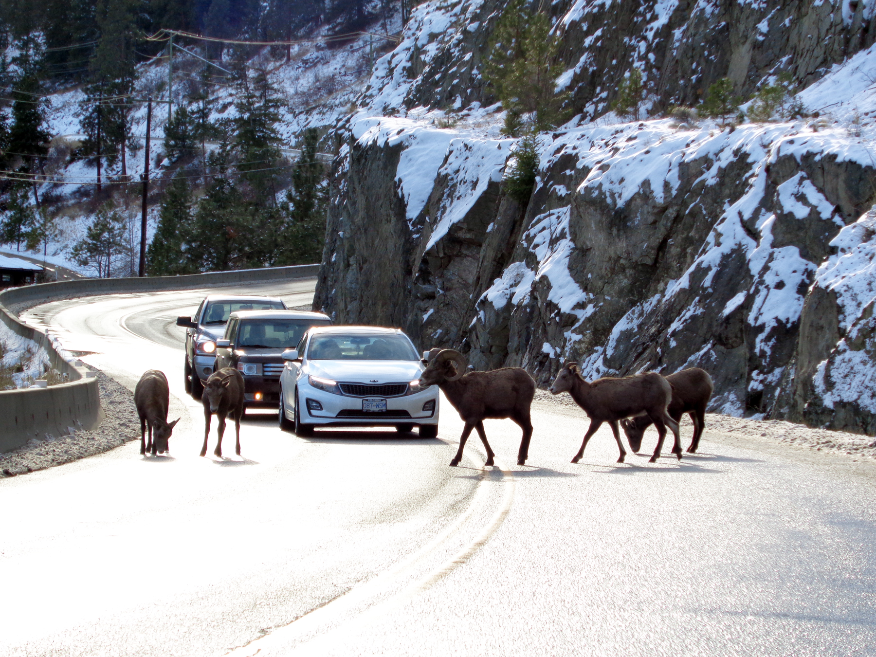 UBC Okanagan develops tool to predict how bighorn sheep react to human development | iNFOnews.ca