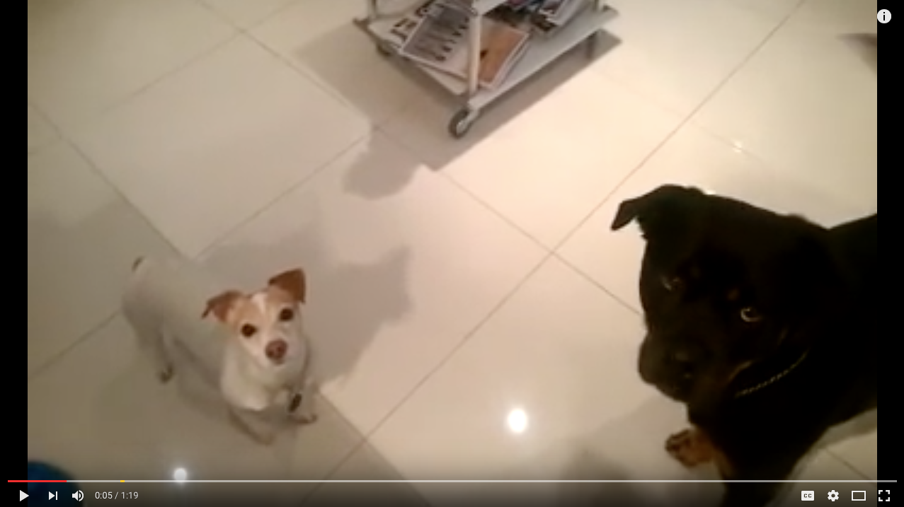 TRENDING NOW: Adorably guilty doggy thieves | iNFOnews.ca