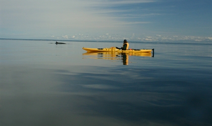 Slowing down ships saves whales, UBCO researcher says | iNFOnews.ca Slowing down ships saves whales, UBCO researcher says | iNFOnews.ca