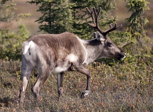 Facebook-fuelled caribou trade raises concerns in Nunavut | iNFOnews.ca