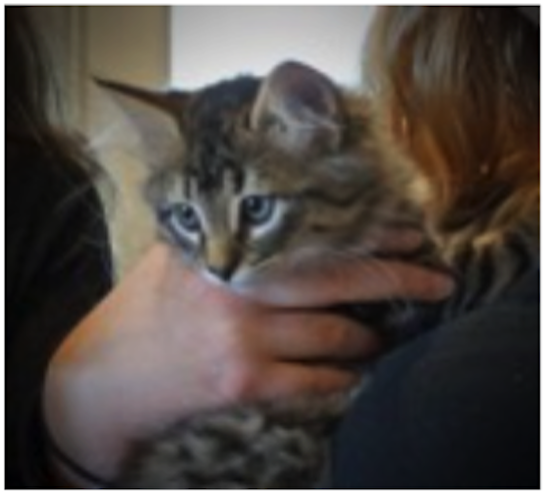 Humane society offering reward after Kamloops cat-napping of 11-week-old kitten | iNFOnews.ca