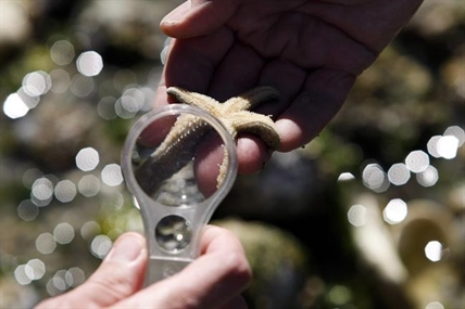Death of sea stars in Howe Sound reveals ecological domino effect | iNFOnews.ca