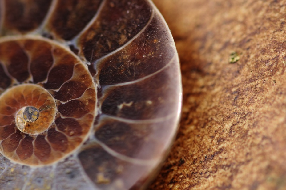 Researchers dig up fossils from the dawn of the dinosaurs along the Bay of Fundy | iNFOnews.ca