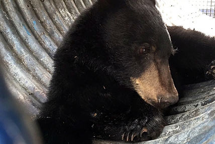 Kelowna's downtown bear cub euthanized | iNFOnews.ca