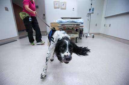 Detection dog Angus to sniff out C. difficile in Vancouver hospital | iNFOnews.ca