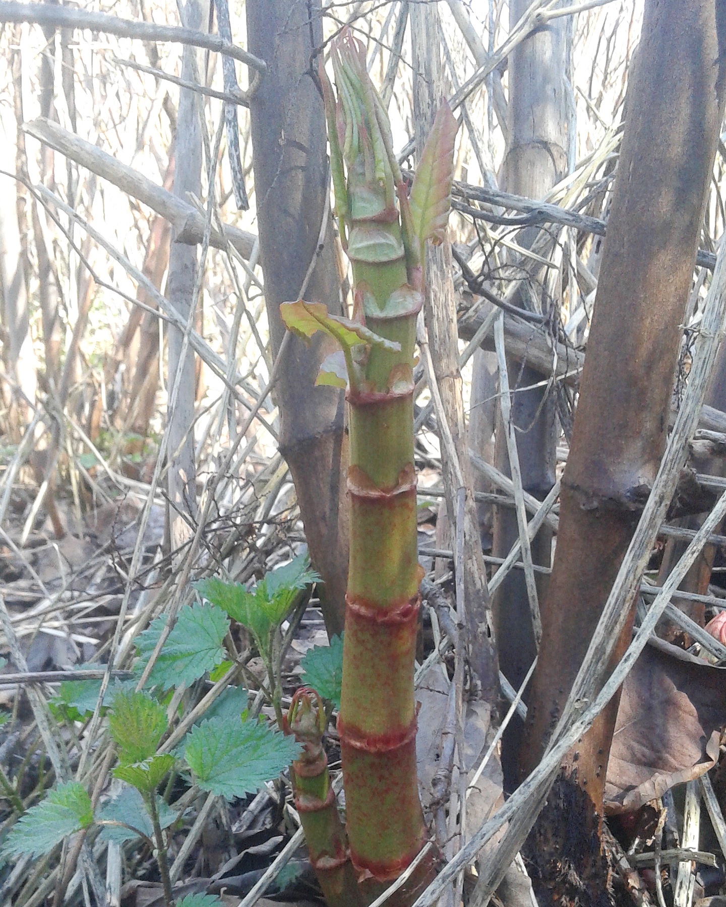 MORAN: Take advantage of B.C.'s edible invasives | iNFOnews.ca MORAN: Take advantage of B.C.'s edible invasives | iNFOnews.ca
