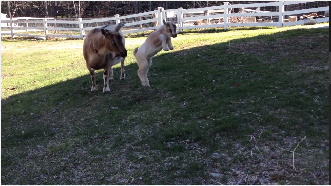 TRENDING NOW: Baby goat leaps though his first walk | iNFOnews.ca
