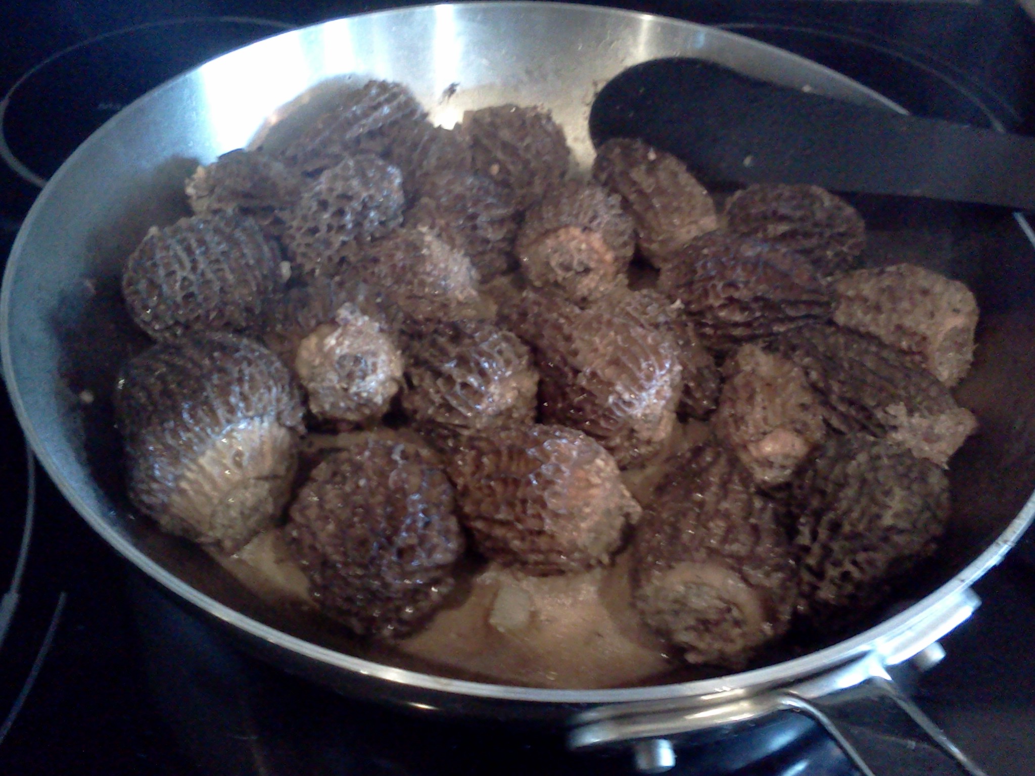 MORAN: Mad for morels | iNFOnews.ca MORAN: Mad for morels | iNFOnews.ca
