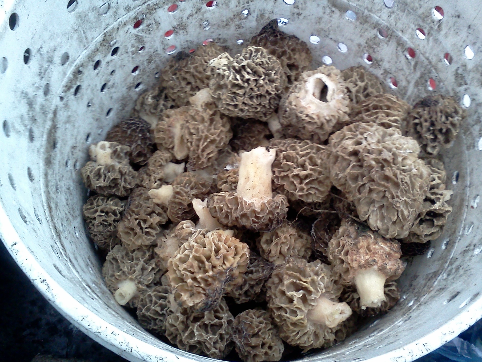 MORAN: Mad for morels | iNFOnews.ca MORAN: Mad for morels | iNFOnews.ca