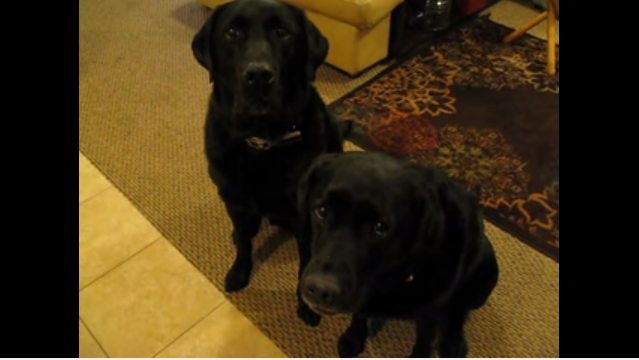 TRENDING NOW: Canine cookie thief | iNFOnews.ca TRENDING NOW: Canine cookie thief | iNFOnews.ca