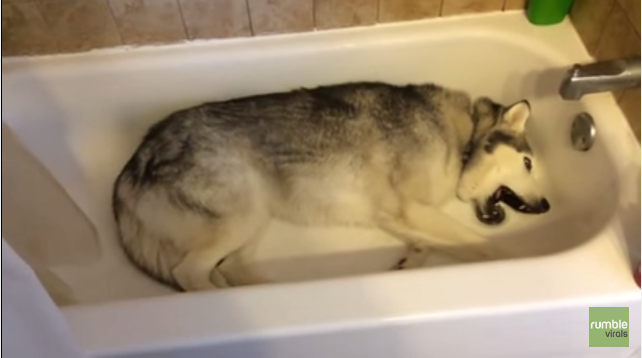 TRENDING NOW: Husky throws temper tantrum | iNFOnews.ca TRENDING NOW: Husky throws temper tantrum | iNFOnews.ca