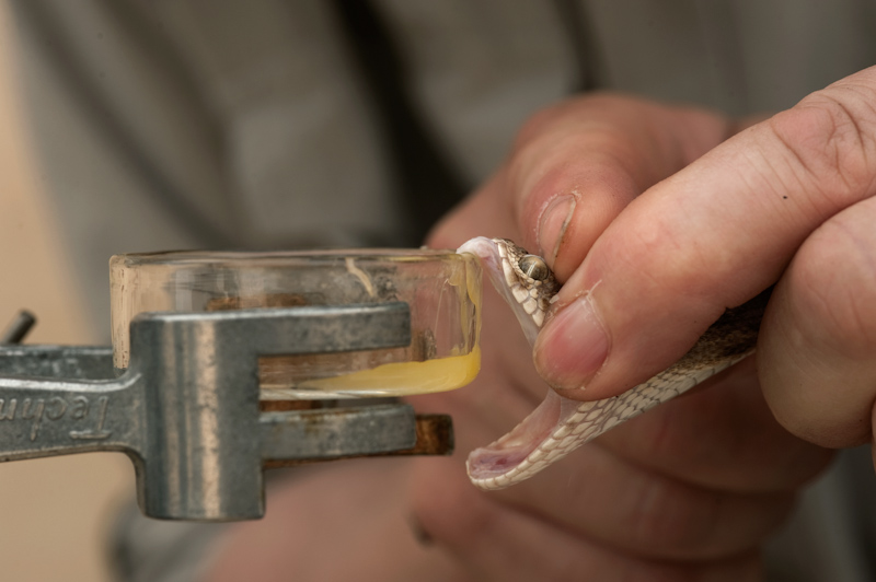 Illegal venomous snakes found in mail Canada Post distribution centre in B.C. | iNFOnews.ca Illegal venomous snakes found in mail Canada Post distribution centre in B.C. | iNFOnews.ca