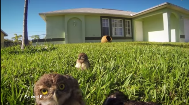 TRENDING NOW: Owl dance-off | iNFOnews.ca