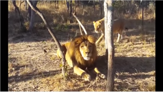 TRENDING NOW: Lioness scares lion | iNFOnews.ca