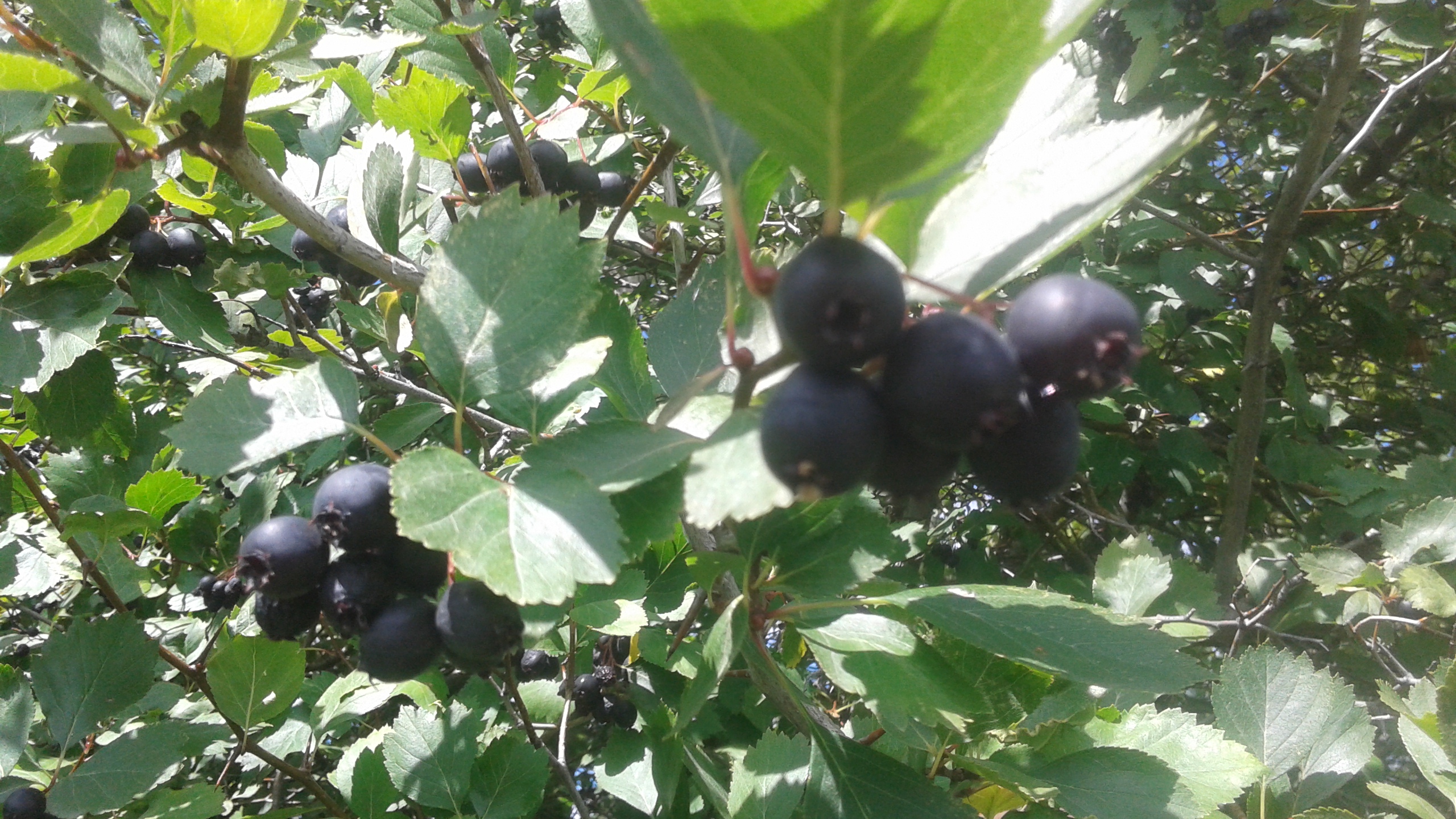 MORAN: Wild berries you can eat right now | iNFOnews.ca MORAN: Wild berries you can eat right now | iNFOnews.ca