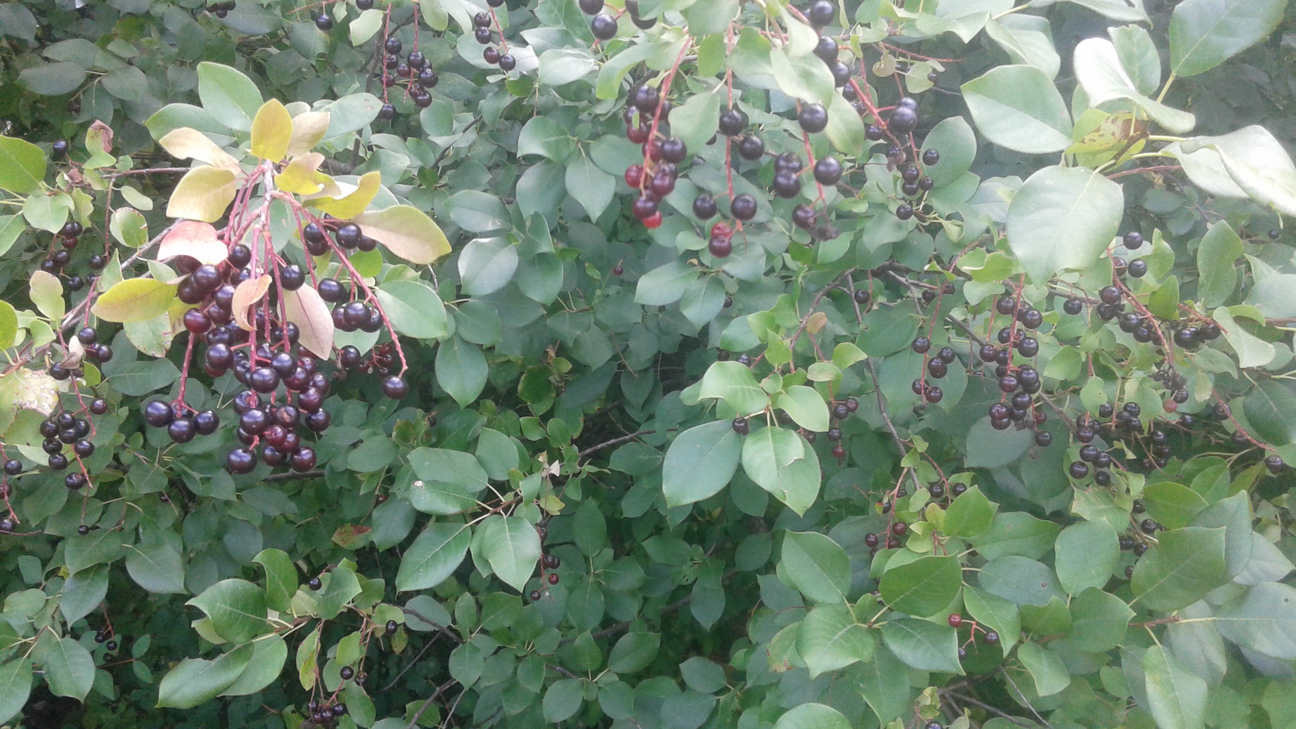 MORAN: Wild berries you can eat right now | iNFOnews.ca MORAN: Wild berries you can eat right now | iNFOnews.ca