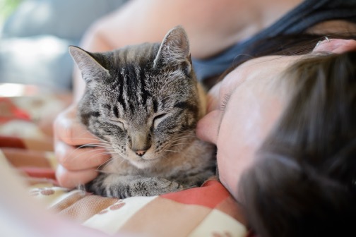 Adopt an adult cat from the B.C. SPCA for half the price | iNFOnews.ca