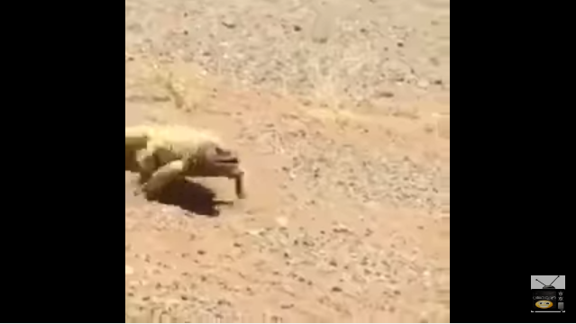 TRENDING NOW: Lizard sprints across the desert seeking shade | iNFOnews.ca TRENDING NOW: Lizard sprints across the desert seeking shade | iNFOnews.ca